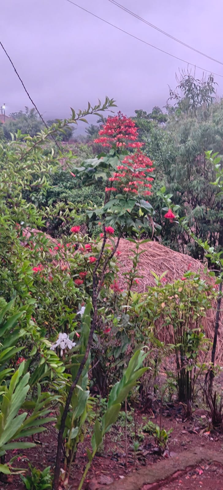 Farm plant: WhatsApp Image 2026-07-28 at 12.53.14 (1).jpeg